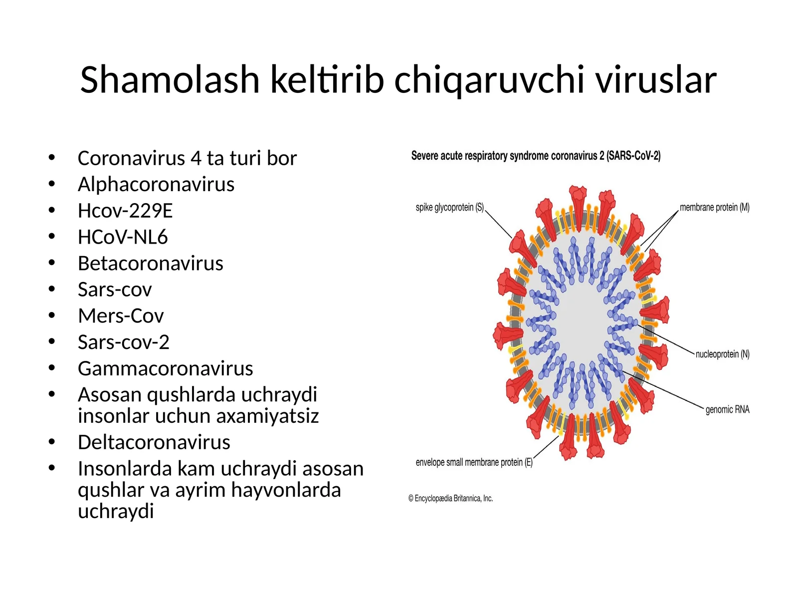 Shamolash keltirib chiqaruvchi viruslar
