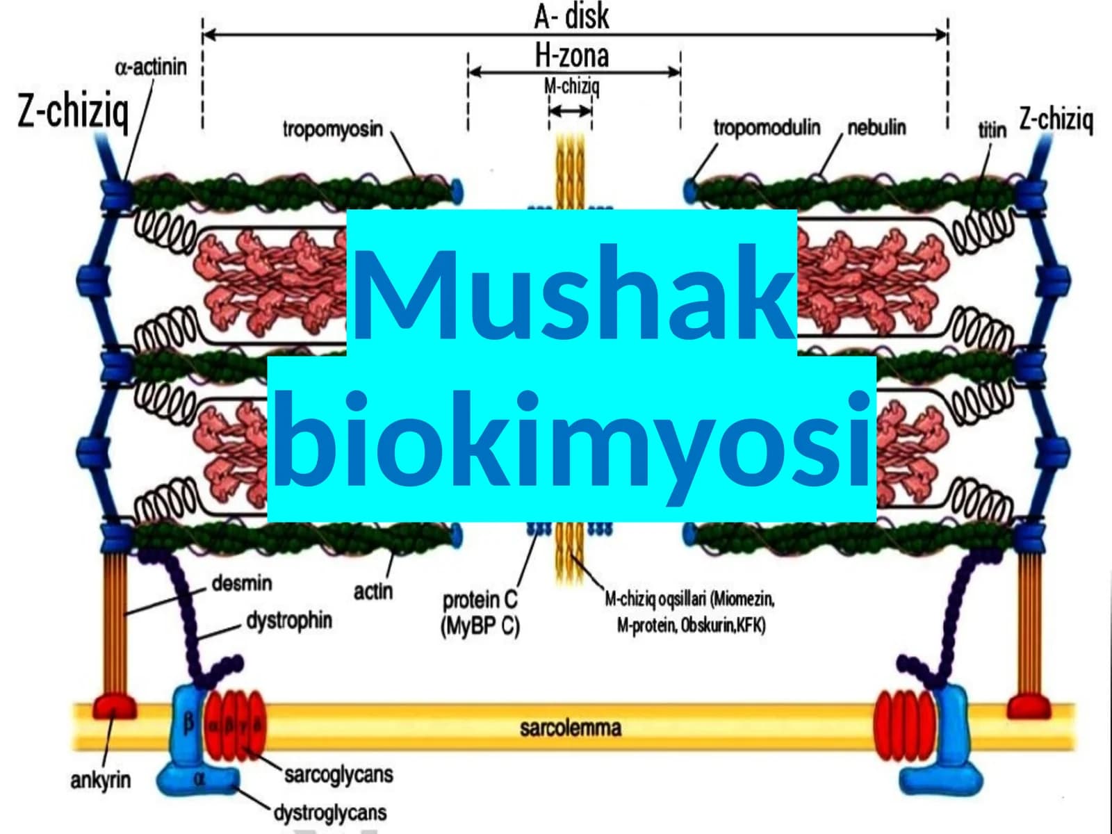 Mushak biokimyosi